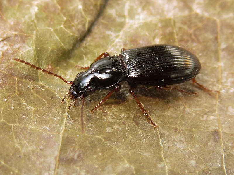 Carabidae: Pterostichus strenuus